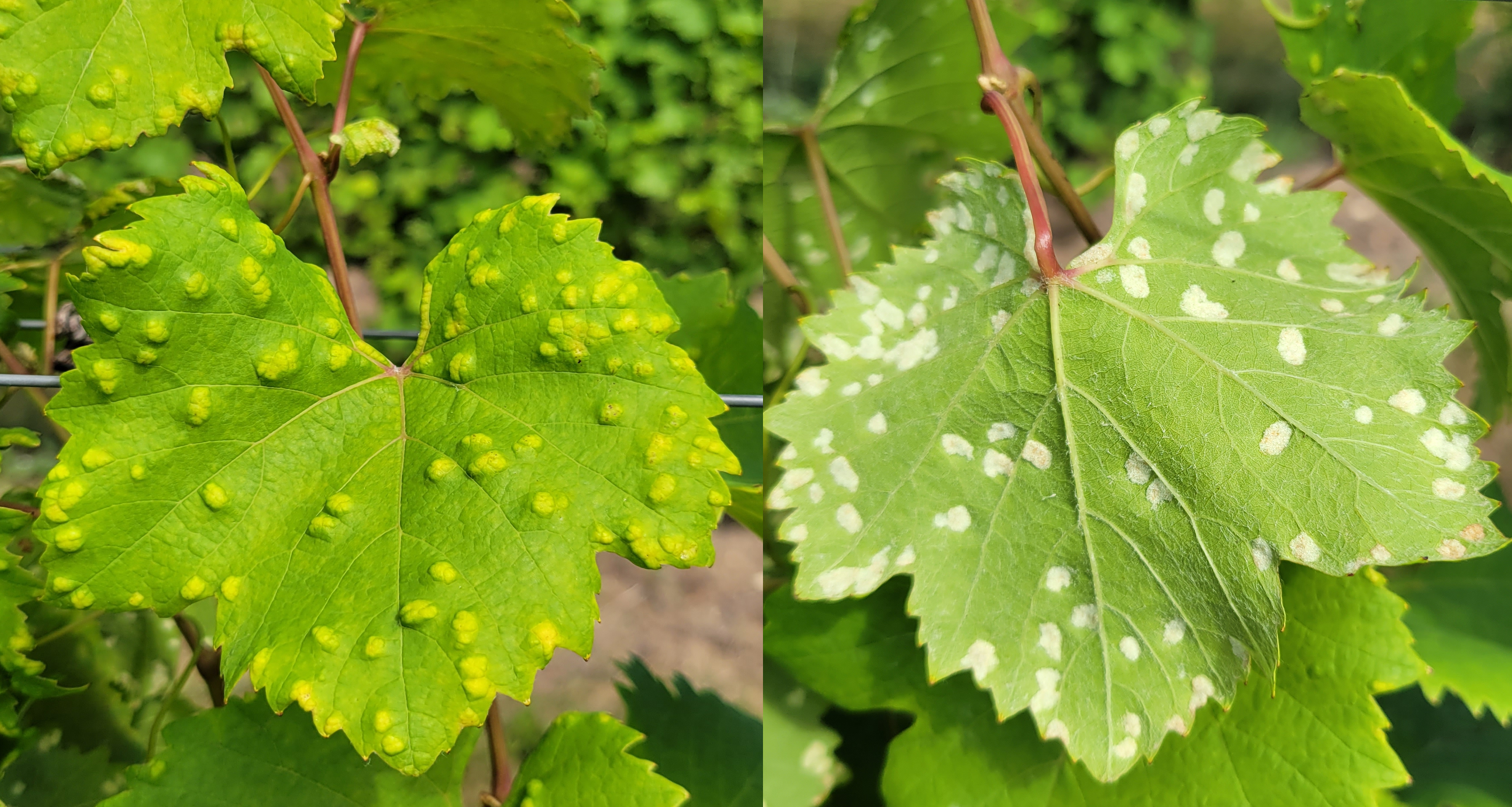 grape erineum mite infestation